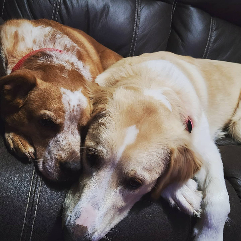 Two cute puppies laying on a couch.